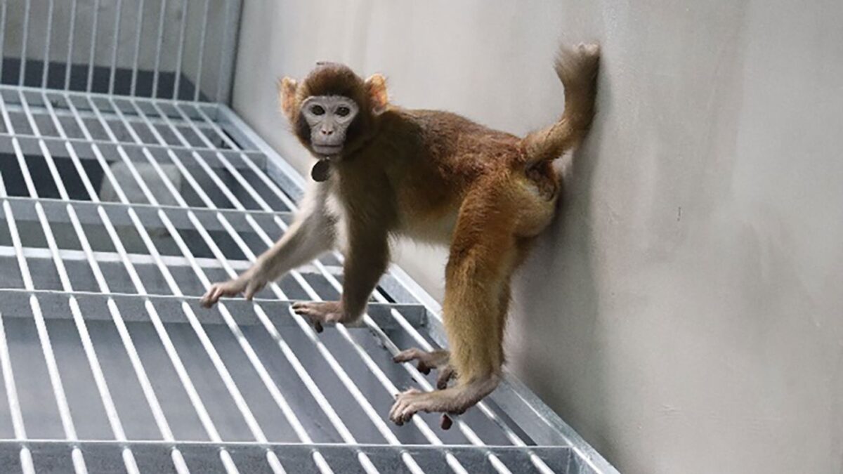 Клонирана резус маймуна предизвика критики