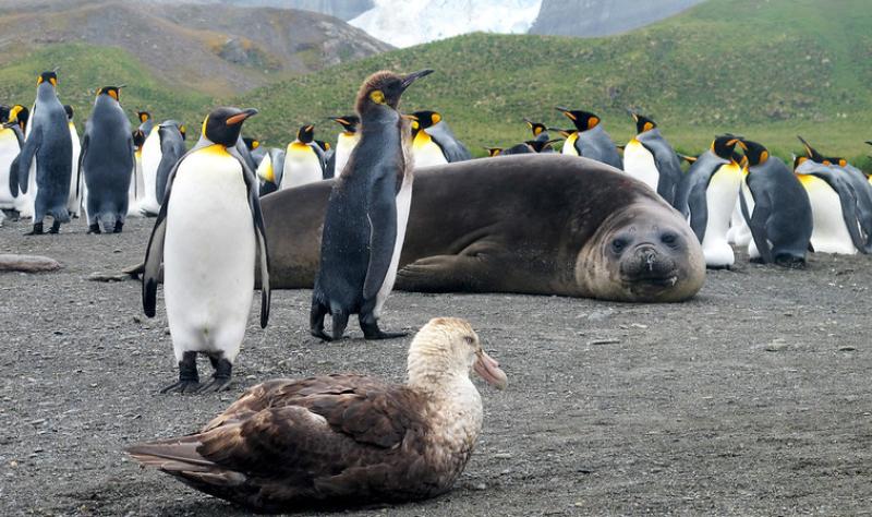 Птичият грип се прехвърли на бозайници в Антарктика