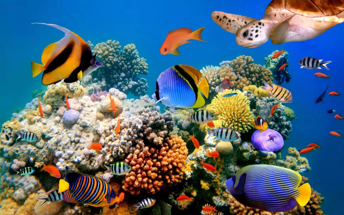 Къде се намират, най-красивите коралови рифове, в света?