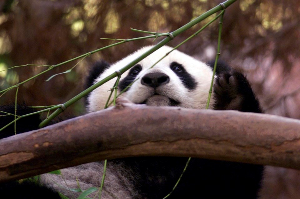 Китайската „дипломация на пандите“ се завръща