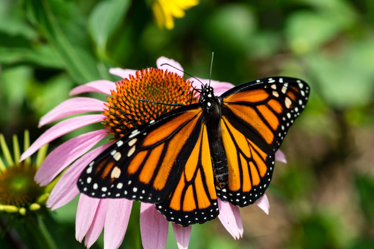 Рекордно нисък брой пеперуди монарх