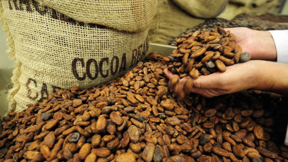 Климатичните промени предизвикаха рекордно високи цени на какаото