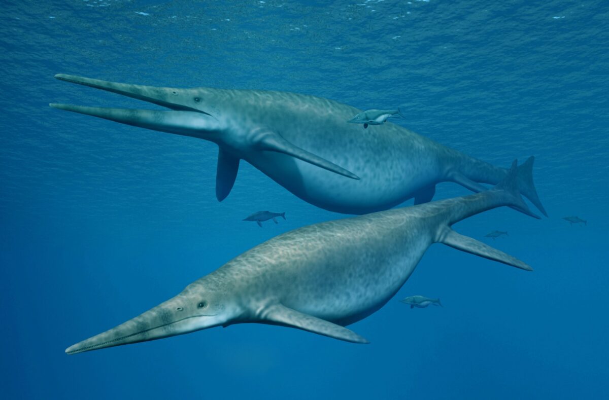 Най-голямото морско животно вече не е кит