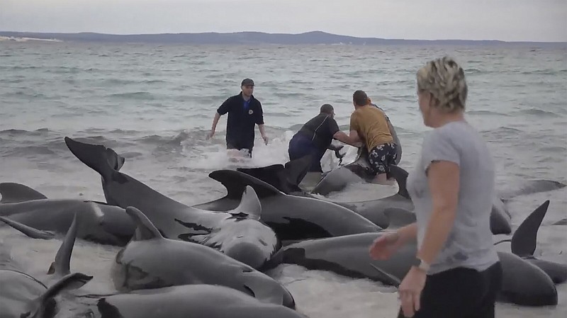 Спасиха 130 кита, изхвърлени на плаж в Австралия
