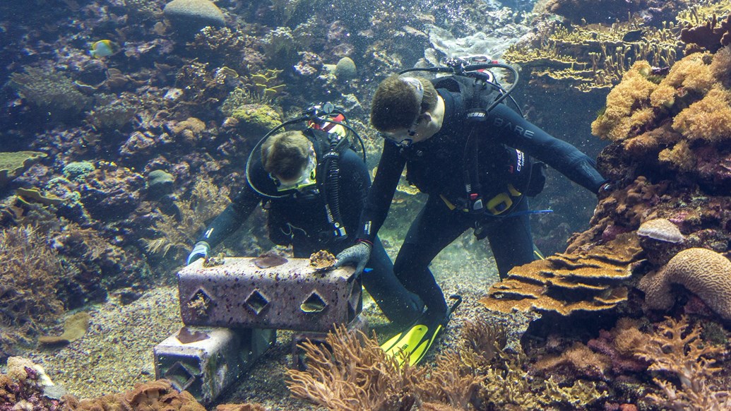 Европейският коралов риф помага за възстановяване на дивите популации