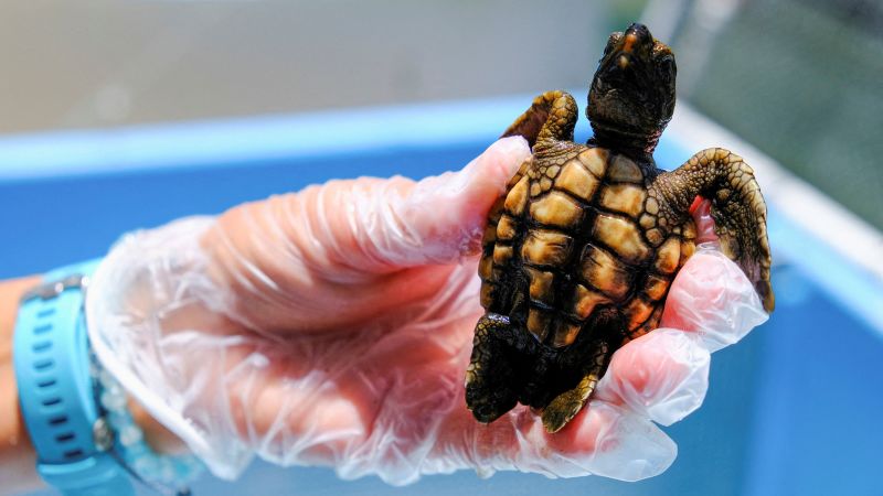 Спасиха стотици бебета костенурки, изхвърлени от морето