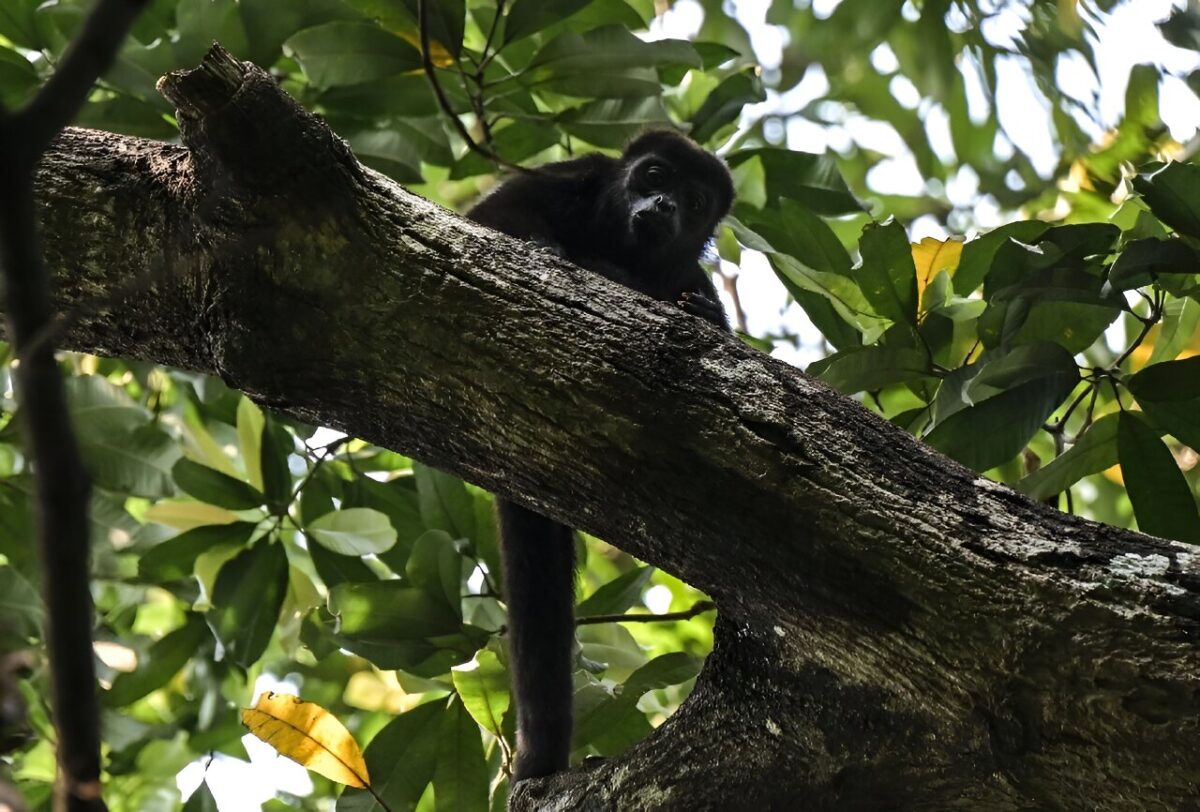 Прегрели маймуни падат от дърветата в Мексико