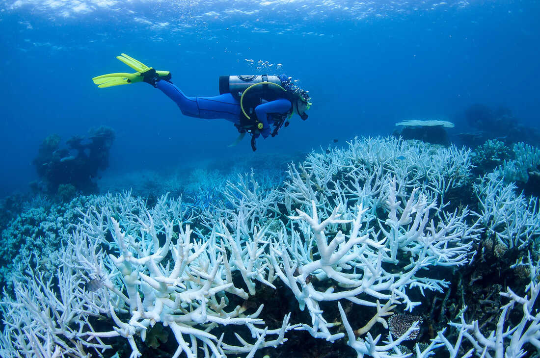 Големият бариерен риф отново е в опасност