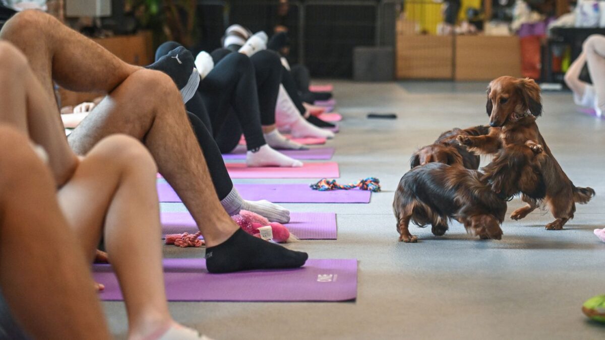 Италия забрани противоречивата йога с кученца