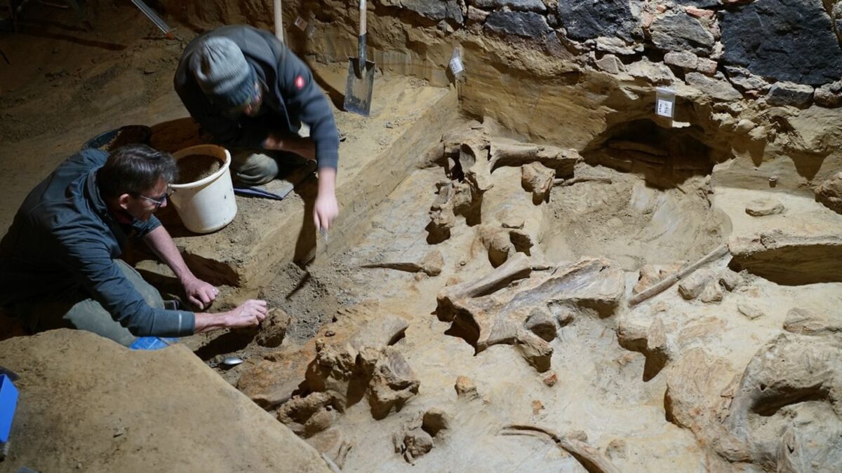 Намериха стотици кости от мамути в изба в Австрия