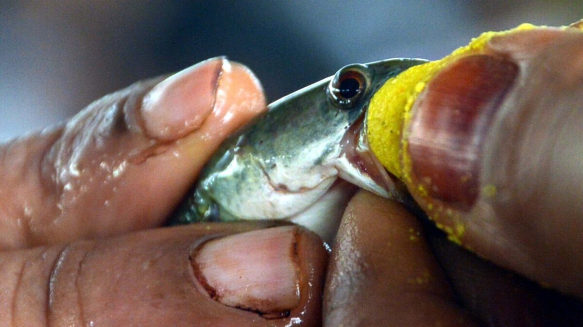 Индийци гълтат жива риба против астма