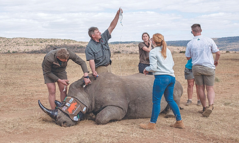 В Южна Африка борят бракониерството с радиоактивност