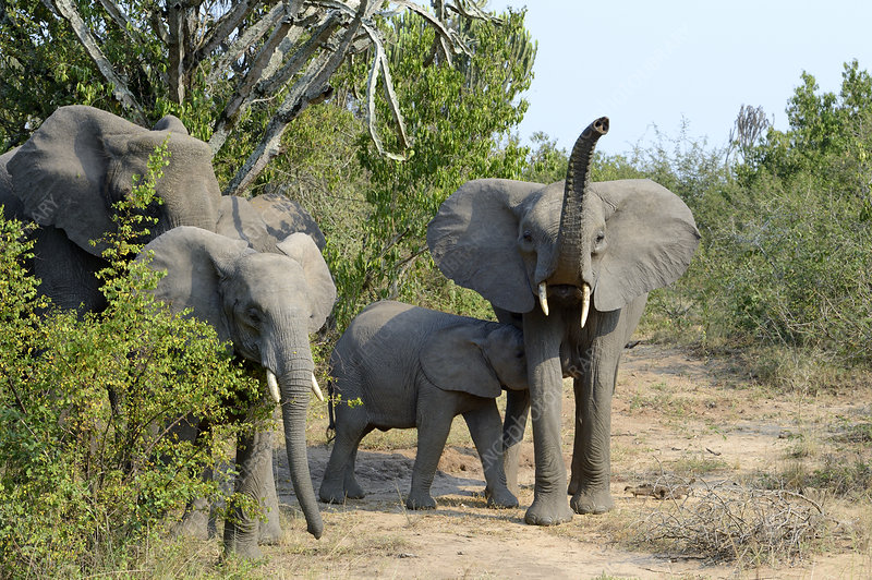 Дивите слонове в Африка имат уникални имена, с които се „викат“