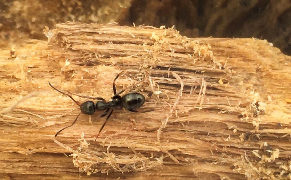Мравки ампутират крачета, за да спасят другарчетата си