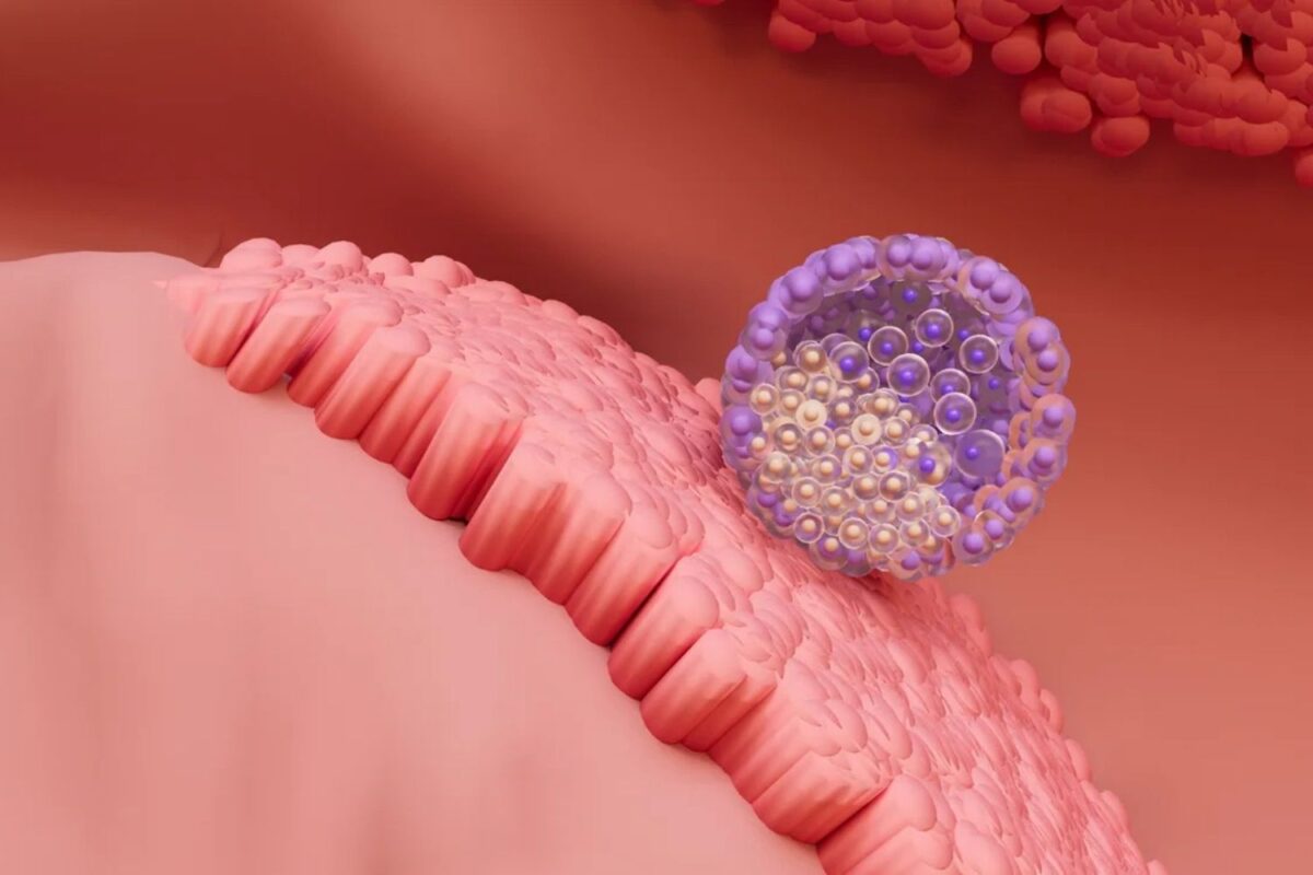 Учени регистрират точния момент на имплантиране на човешки ембрион