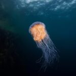 Откриха мистериозна бариера в океаните, невидима с просто око