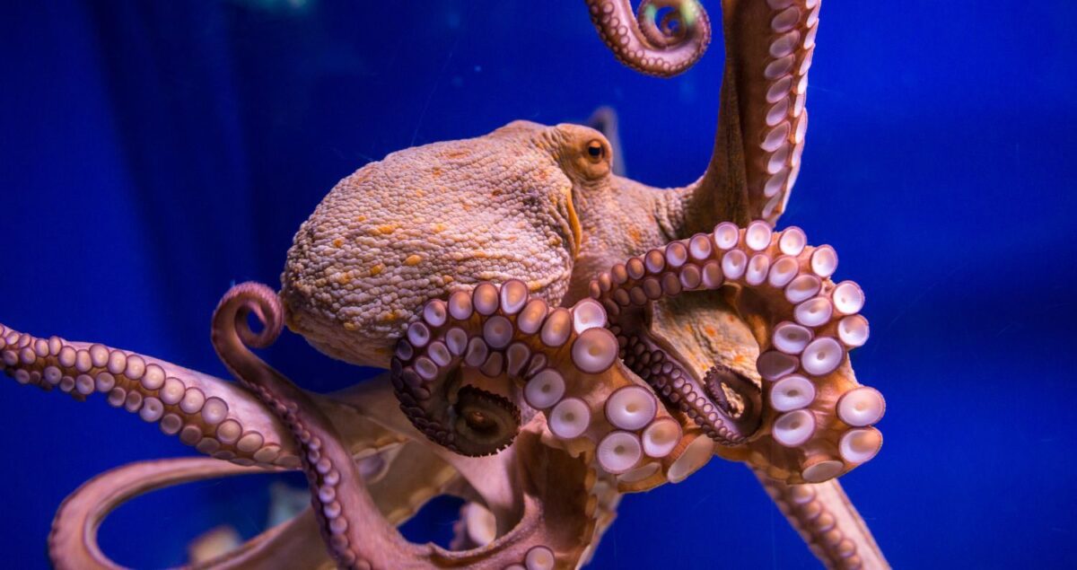 Октоподът, геният на океана