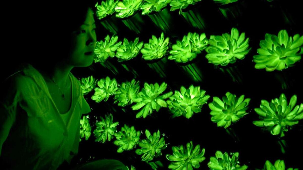 Светещите в тъмното сукуленти вече не са фантастика