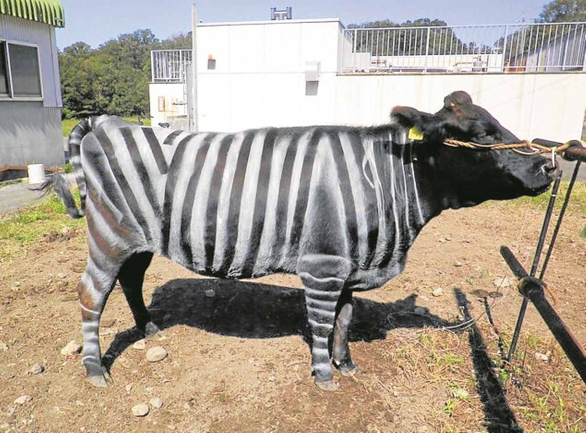 Не-нобеловите награди 2025: крави-зебри, ядене на тефлон и влиянието на алкохола върху говоренето на чужди езици