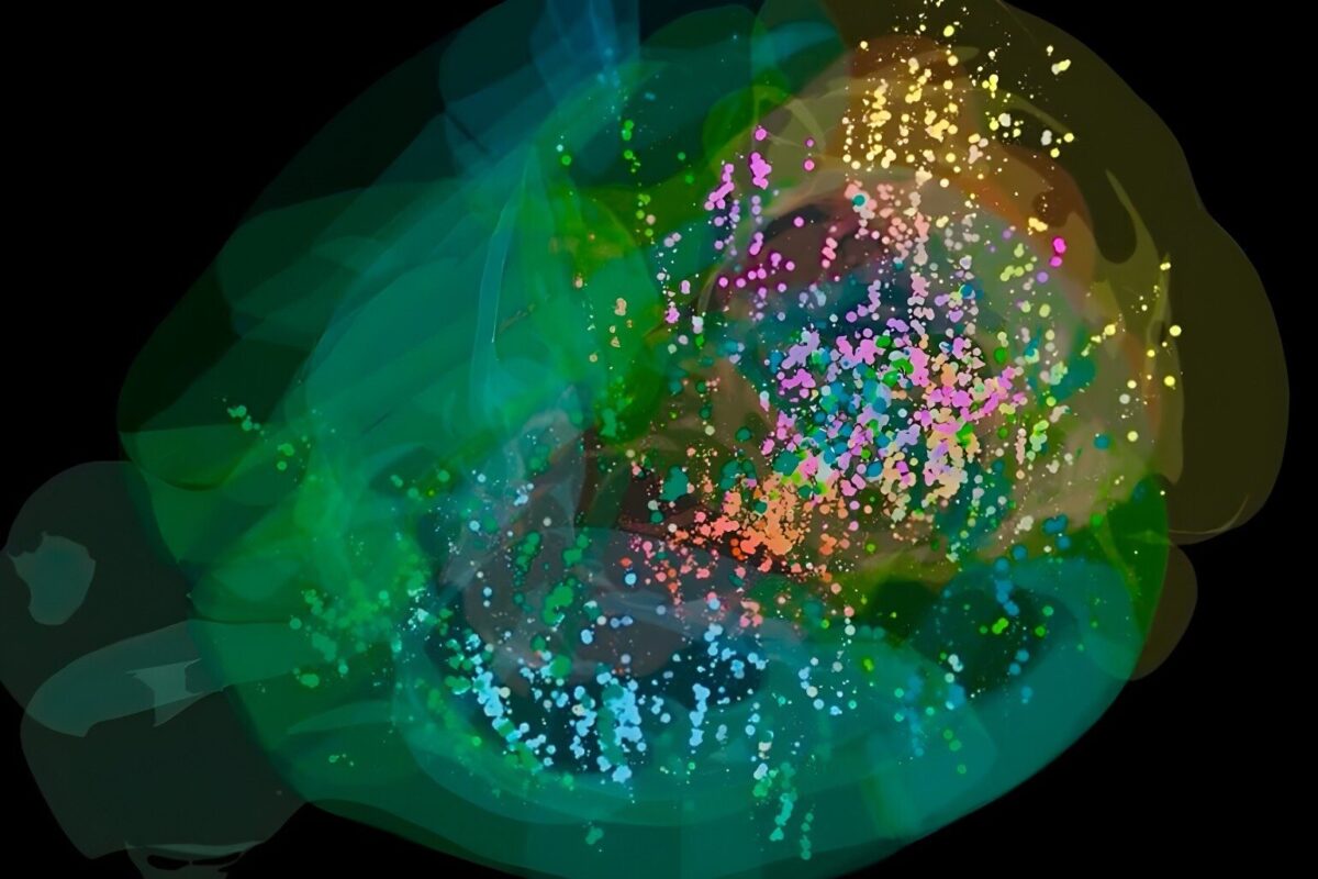 Направиха карта на мозъка на мишка, докато взима решения