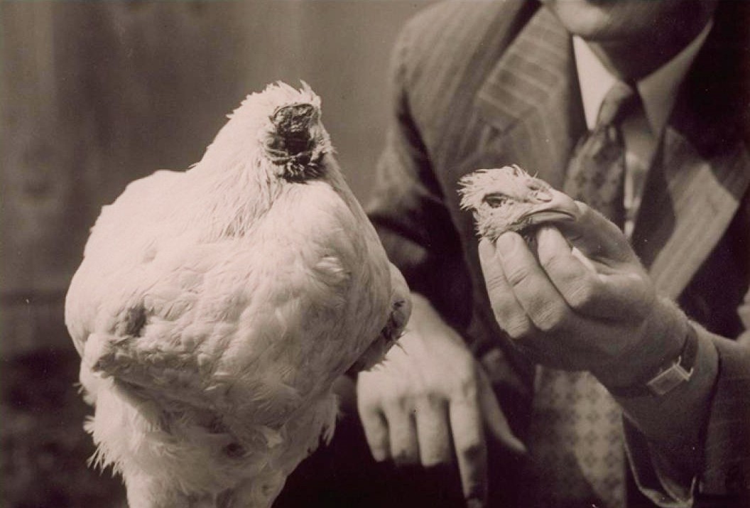 Как пилето Майк оцеля без глава 18 месеца