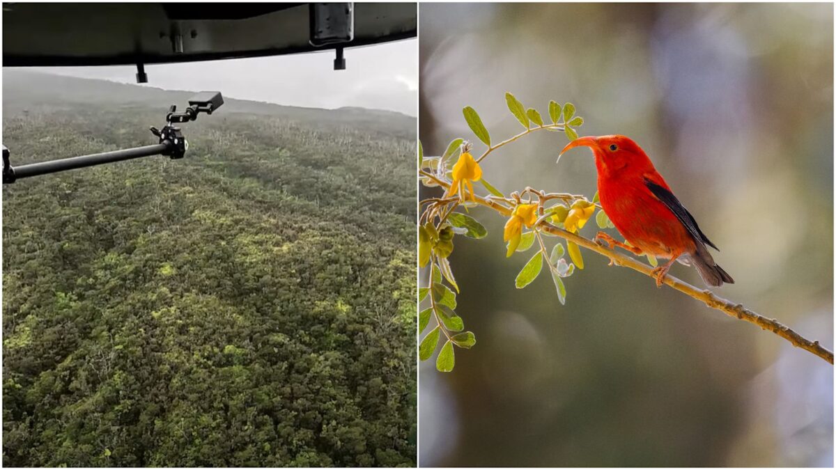 Защо Хавай пусна хиляди комари от самолет