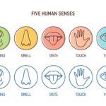 Учени откриват, че имаме седмо сетиво