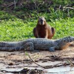 Защо капибарите спят до каймани, без да бъдат изядени