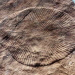 Произхода на най-странния фосил на планетата