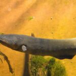 Учени създават батерия, вдъхновена от електрически змиорки